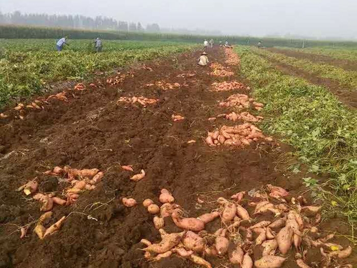 發(fā)貨現場(chǎng)