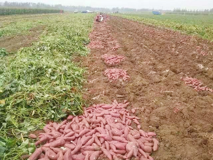 發(fā)貨現場(chǎng)