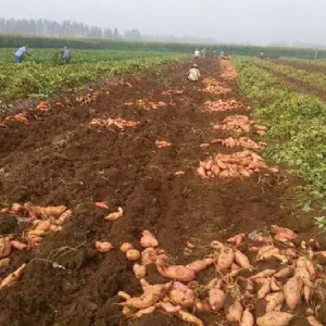 發(fā)貨現場(chǎng)