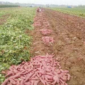 發(fā)貨現場(chǎng)