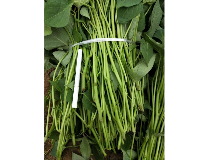 發(fā)貨現場(chǎng)